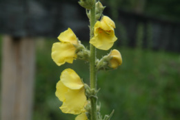 Verbascum phlomoidesKeizerskaars  bestellen